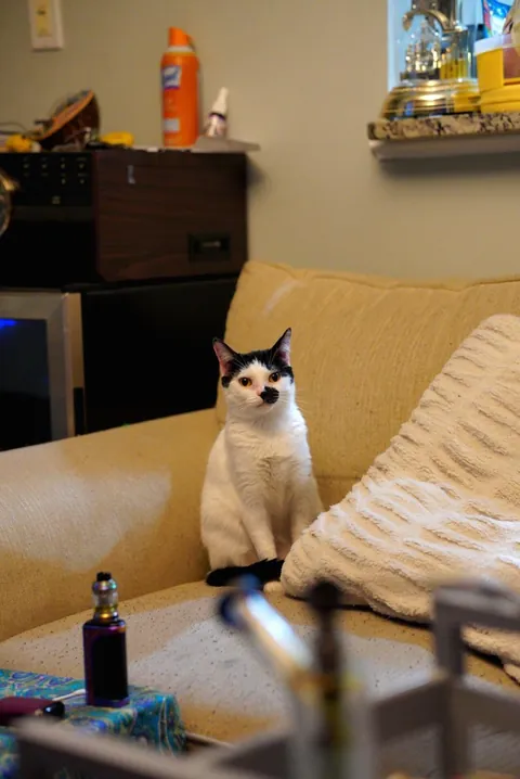 This is my first cat ever, her name is Yuki and she's the best
