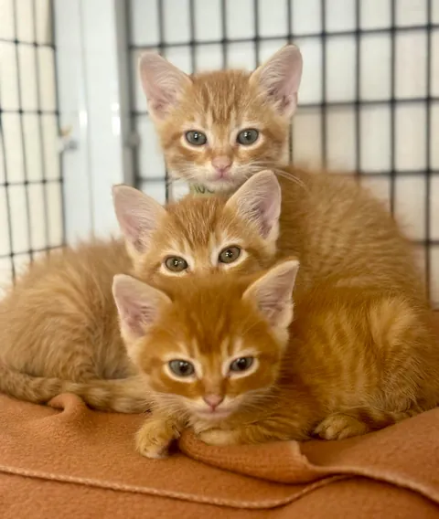Im a shelter vet tech and met the smallest orange trio