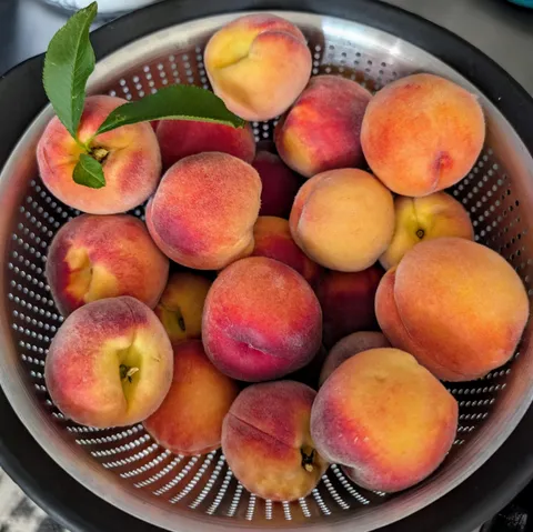 Zone 6a, dwarf peach tree planted this past March. 