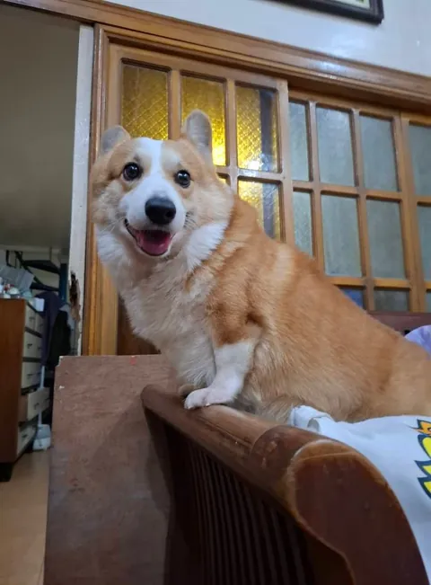 My sister Fav dog [OC]