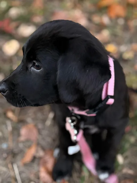 Meet miss Lilly! 11 weeks old!