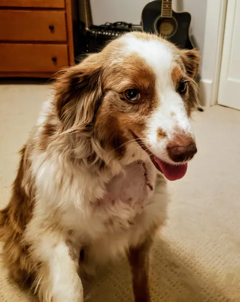 She got her stitches removed today, and is cancer free! 🤞