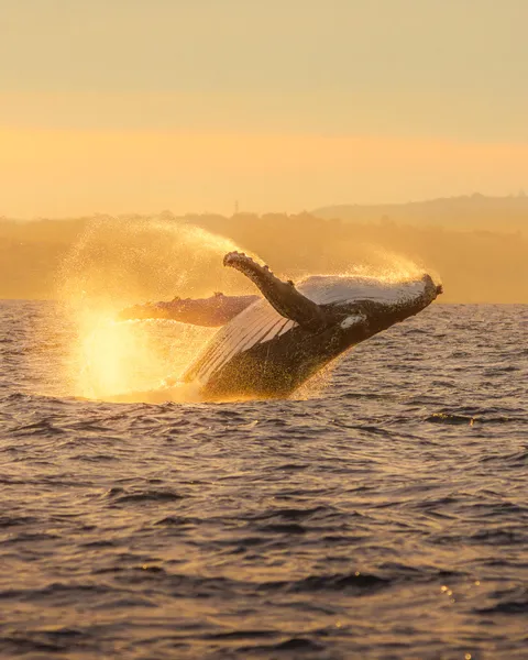ITAP of my First Whale Encounter
