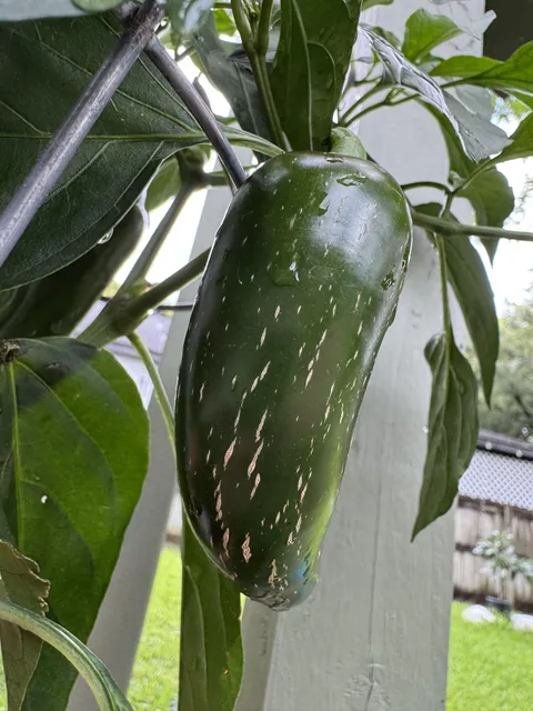 Why are my peppers getting these hard cracks in them?