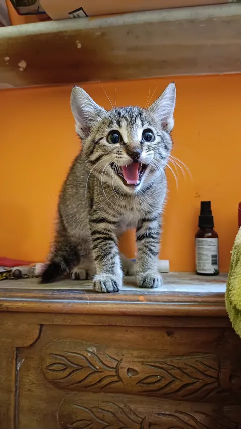 They are my supermodels. Kittens born to my rescued momma cat on 12/12/2025.