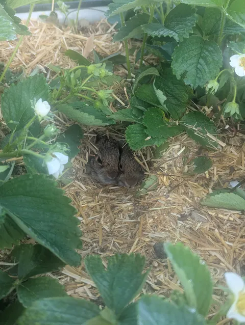 Turns out I have Strawbunnies too 🍓🐰