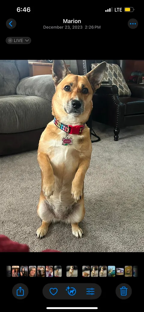 My German Shepherd Corgi Her name is Nana She’s 8 yrs young.