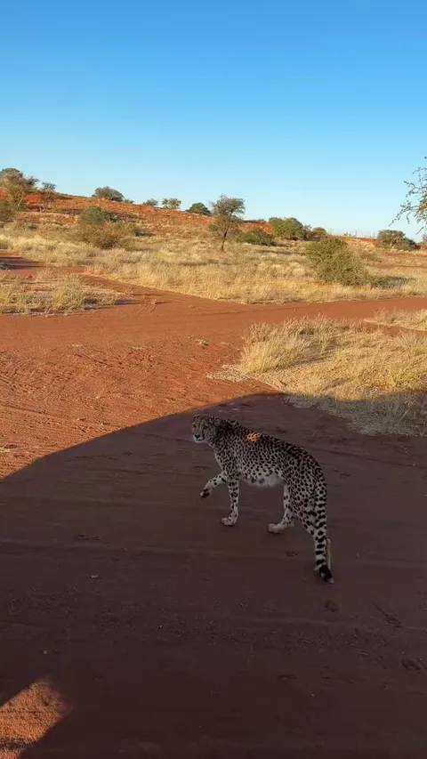 this cheetah running freely beside a vehicle
