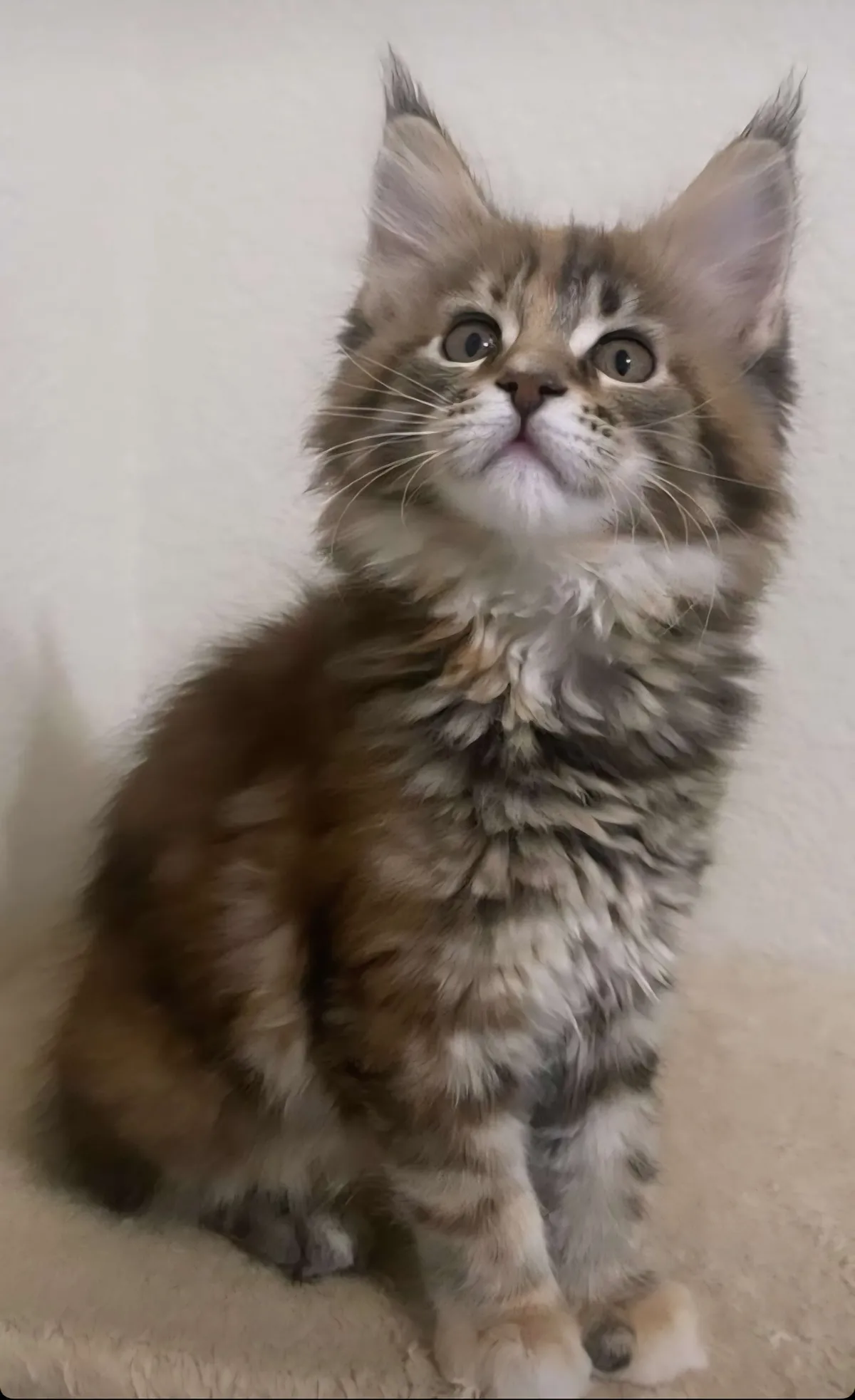 Little Baby All Grown Up