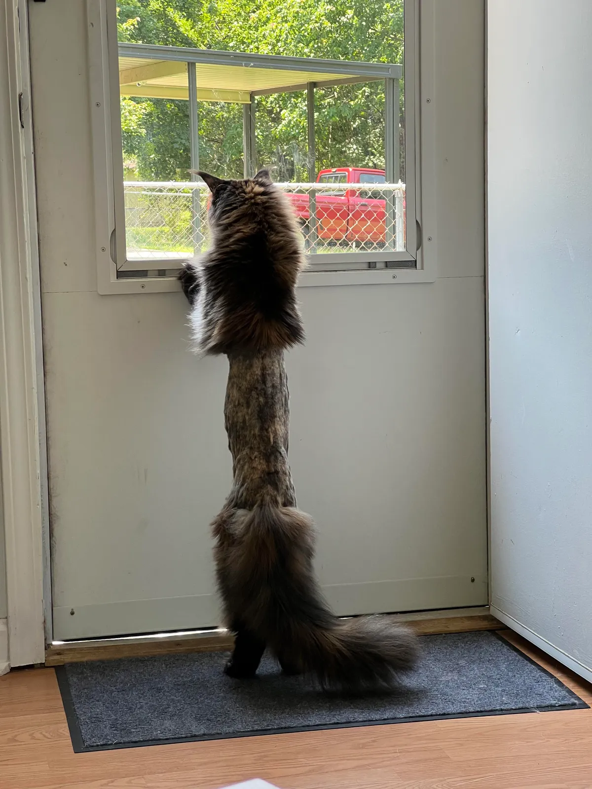 My friends cat got shaved at the vet and now she looks like a game of exquisite corpse