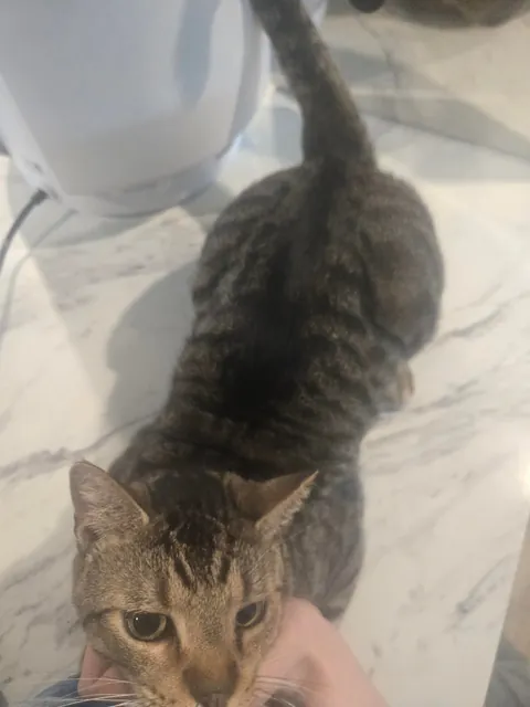 Is he fat or just big