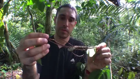 A caterpillar that takes the form of a snake when it feels threatened