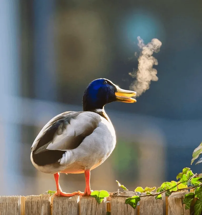 Nominees for comedy Wildlife Photo Of The Year
