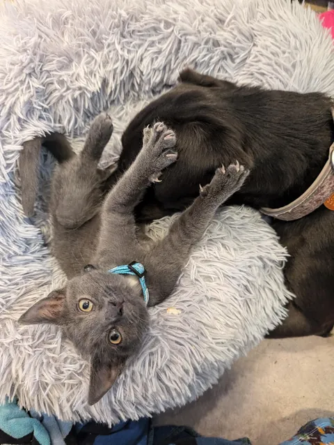 Our dog adopted a kitten from a gas station parking lot and they have been best friends since.