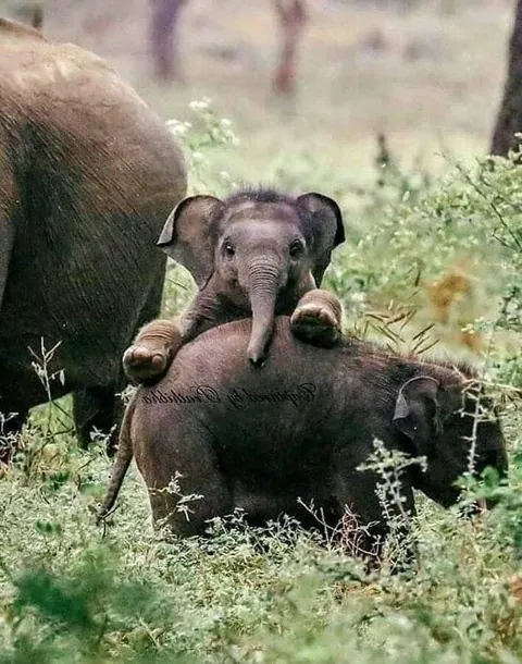 Baby elephants are the cutest