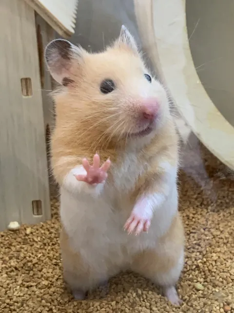 I save every day to feed him.