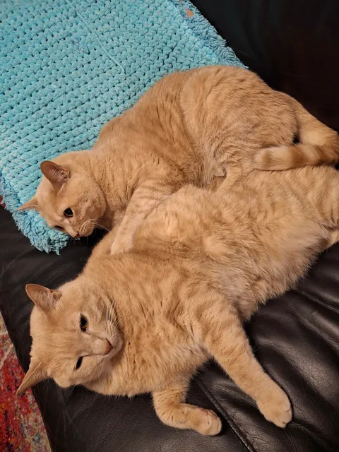 My babies, Zapp and Kif