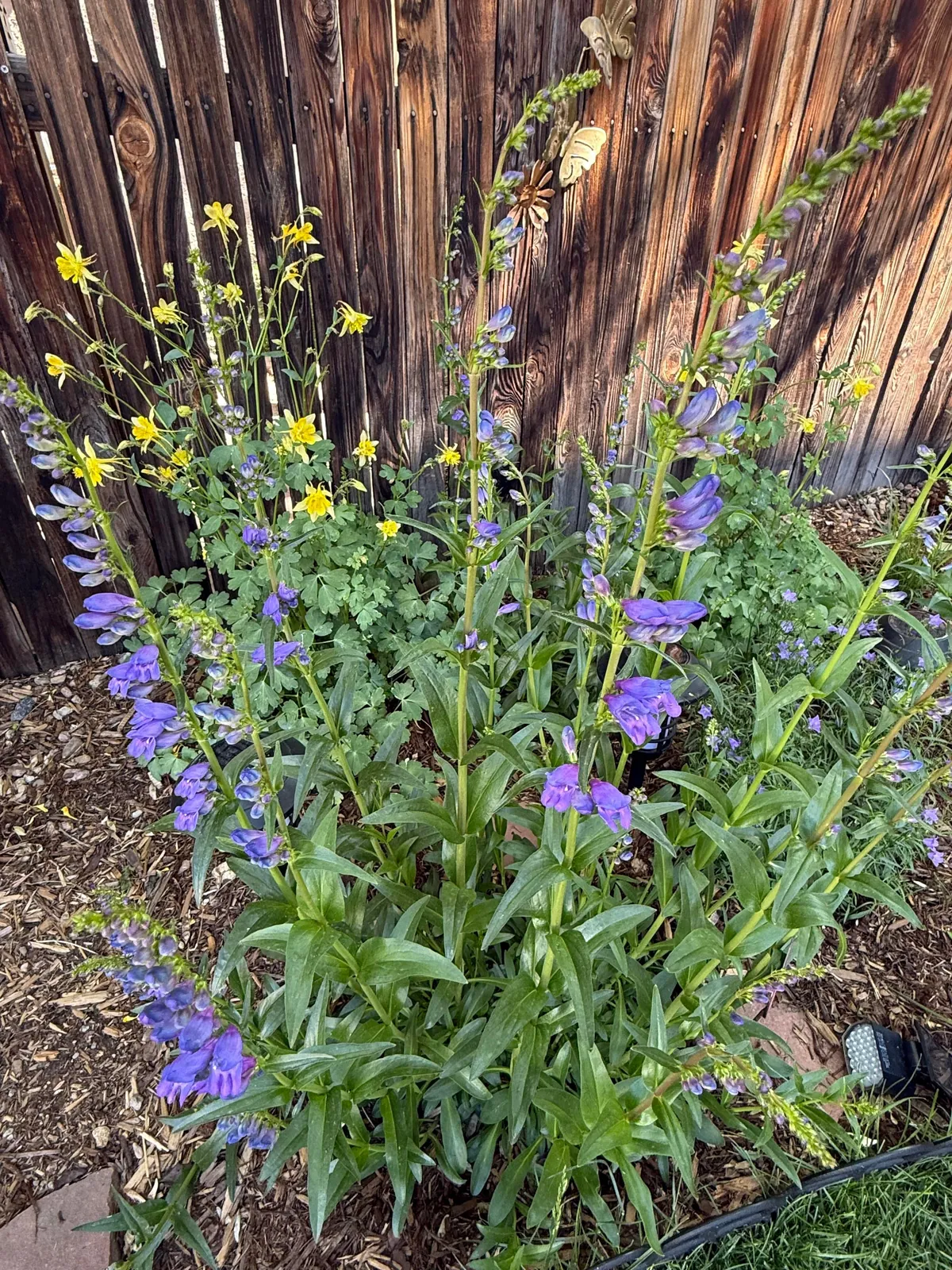 My 2nd year gardening, and I’m proud to share ‘em!