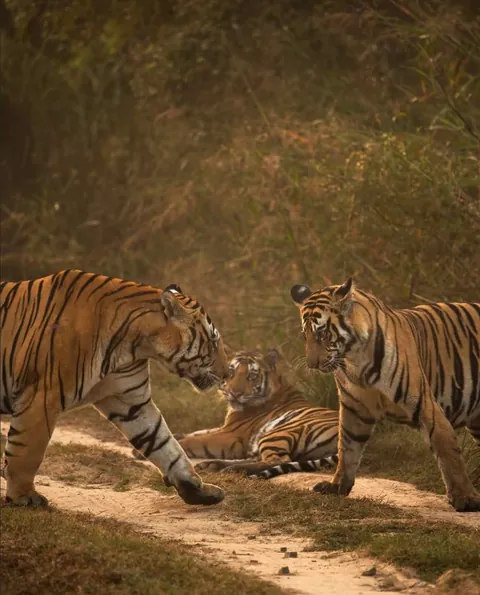 🔥 A male Tiger in Panna National Park interacting with his sub adult cubs. 🔥