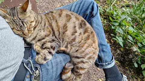 Beautiful cat has been dumped by it's owner...