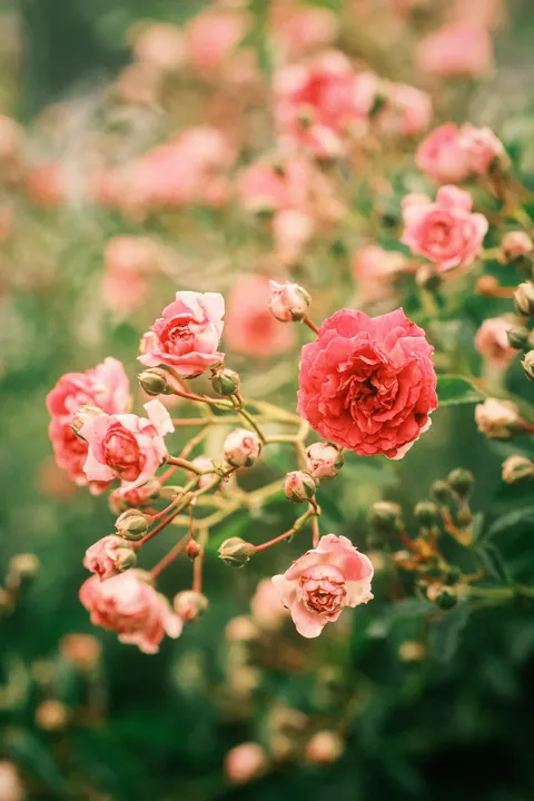 Rose Season in New England 🥀🌹