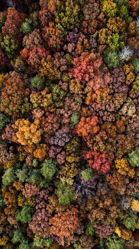 ITAP of Fall foliage from above 