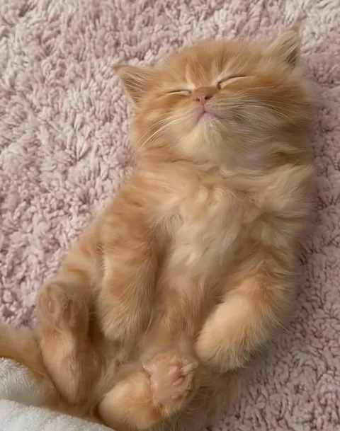 She's sleeping 🤎🫰🏼