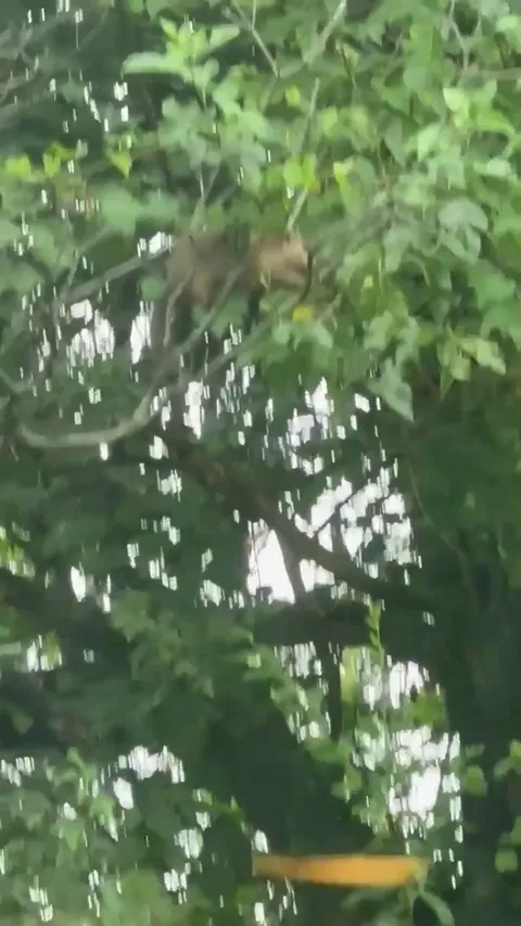 Groundhogs are evolving.