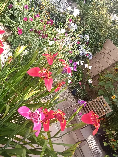 My little slice of heaven in Dublin, Ireland was looking very happy this morning.