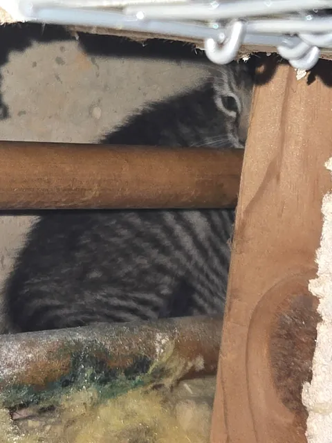 I just saved a cat from my walls: what do I do?