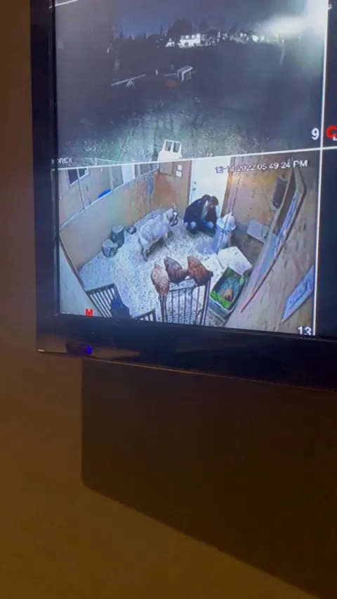 Every once in awhile I ask my husband to do the chores and every once in awhile my goat beats him up...