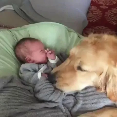 Golden Retriever babysitting her little human