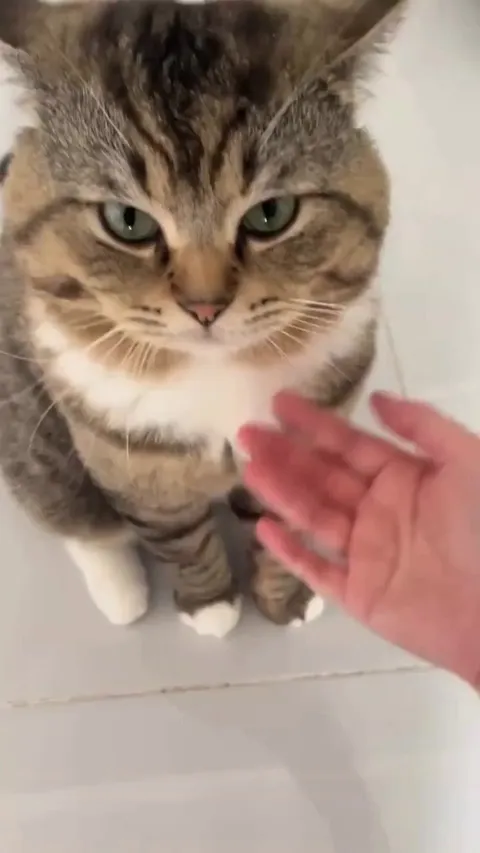 Well behaved kitten 🐱