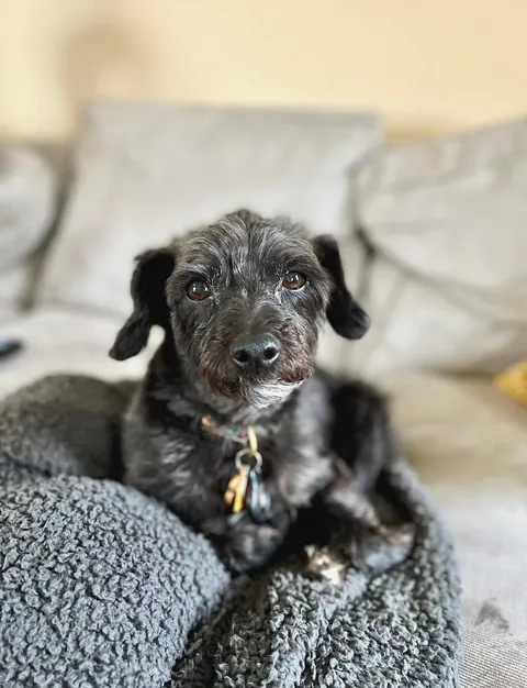 My 15 yr childhood dog looks almost the same as the day we got him!