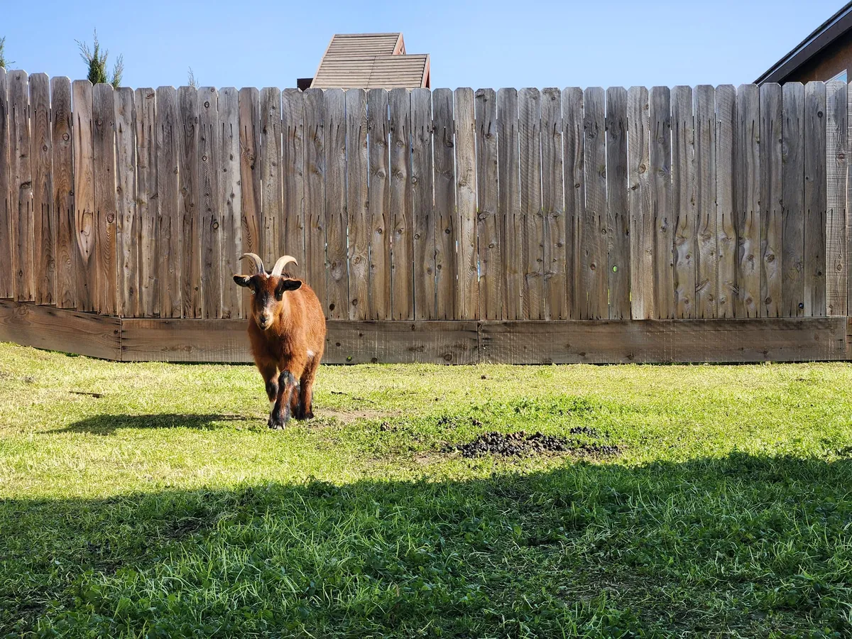 UPDATE: Stinging nettle everywhere! (I hired GOATS!)