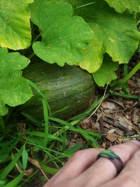 My first time planting a garden. Didn't have anyone to share these with. It's not much but I'm proud of it.
