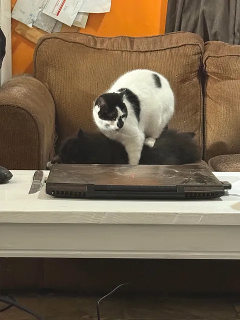 Pazuzu bugging Murphy, even when he tries to get away.