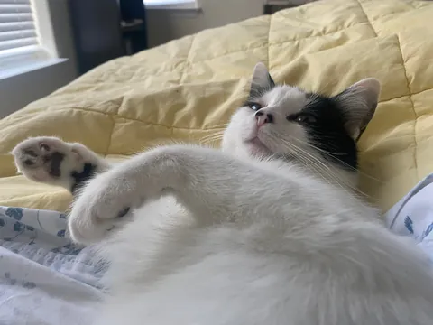 How lucky am I that my cat cuddles with me for hours?