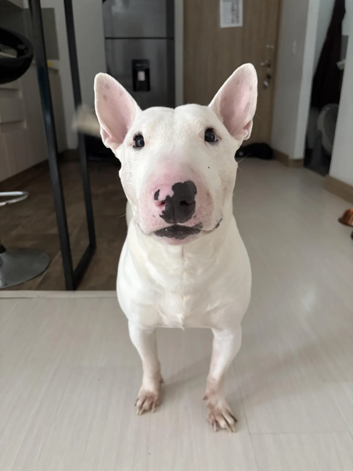 This face has been staring at me for snacks for 15 minutes straight