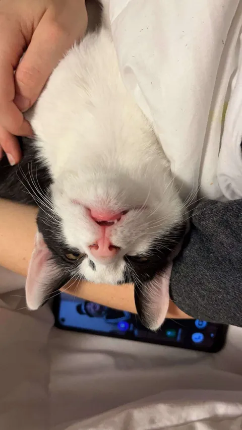 I lost my cat to a freak accident and I can't move on