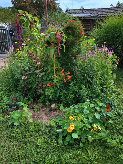 I got rid of an above ground pool so now I grow flowers in the hole