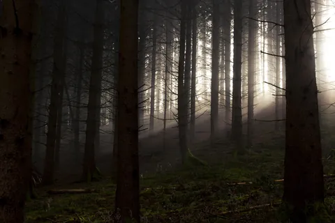 I love foggy mornings