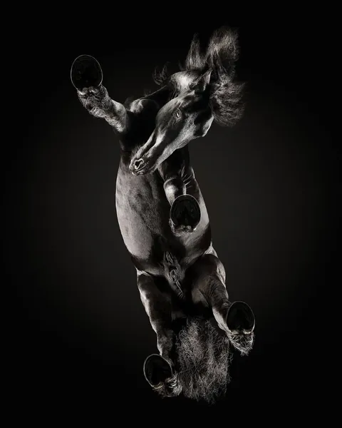 Photographer captures what animals look like from underneath.