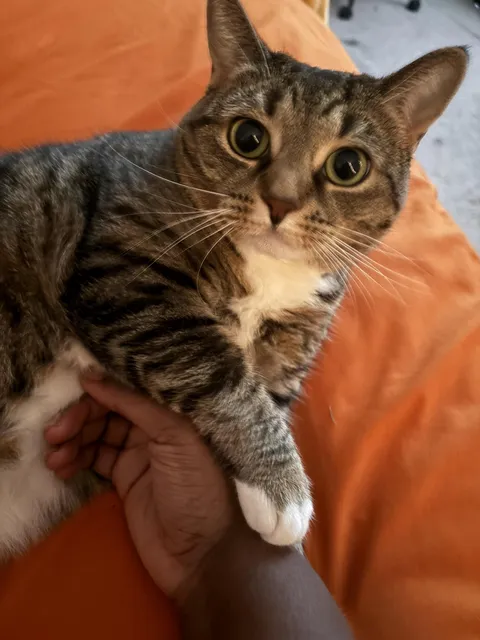 This is Mary. She was rescued from a home with 13 cats.