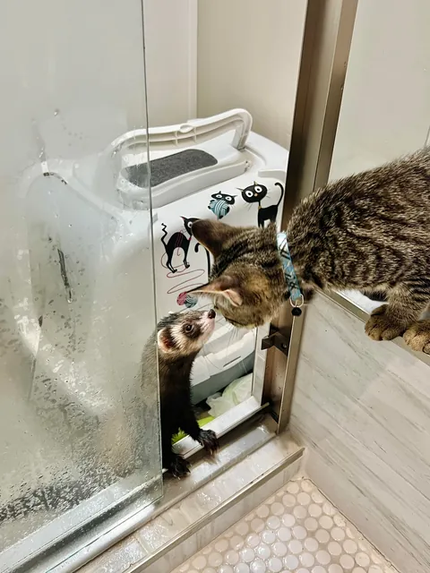 Some of my favorite kitten photos of Mater