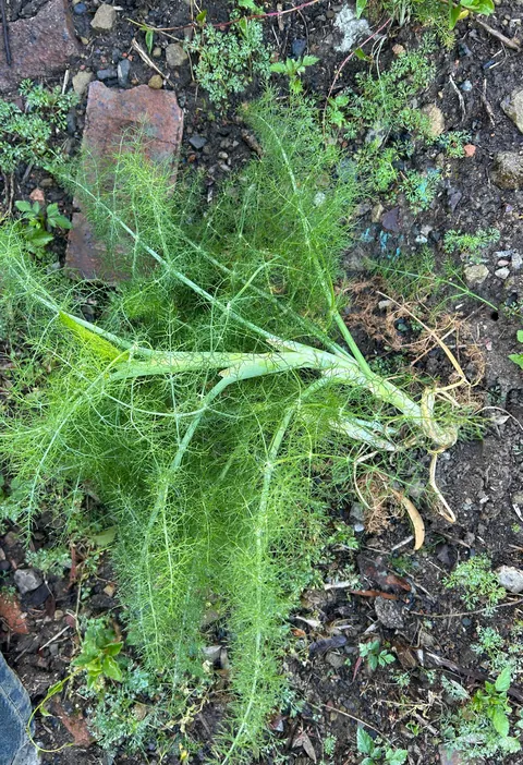 What is growing near my house? Friendly Fennel?