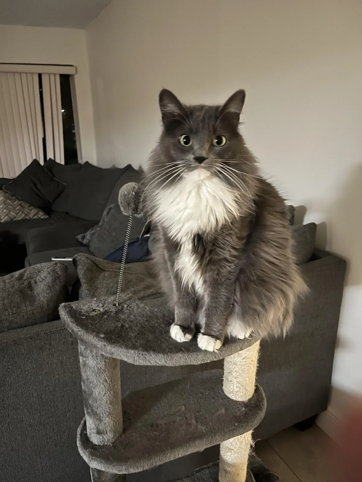 My girlfriend and I broke up recently. I won our lovely cat in the breakup