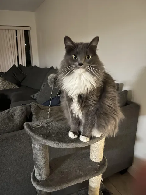 My girlfriend and I broke up recently. I won our lovely cat in the breakup