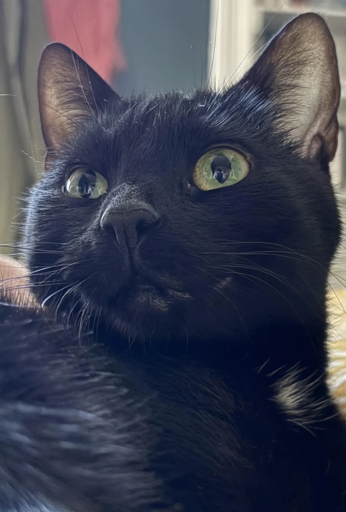 I’ve never loved an animal more in my life.