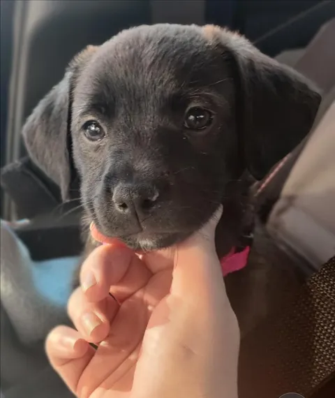 Little pupper...no clue what she is, except mine and cute ...but she's 11 weeks and her gotee makes me happy 